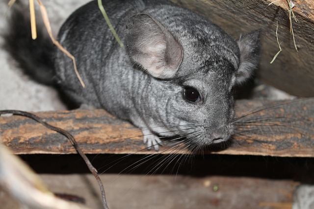 entretien de chinchilla