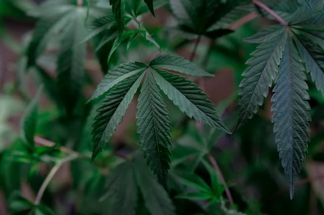 CBD et bipolarité