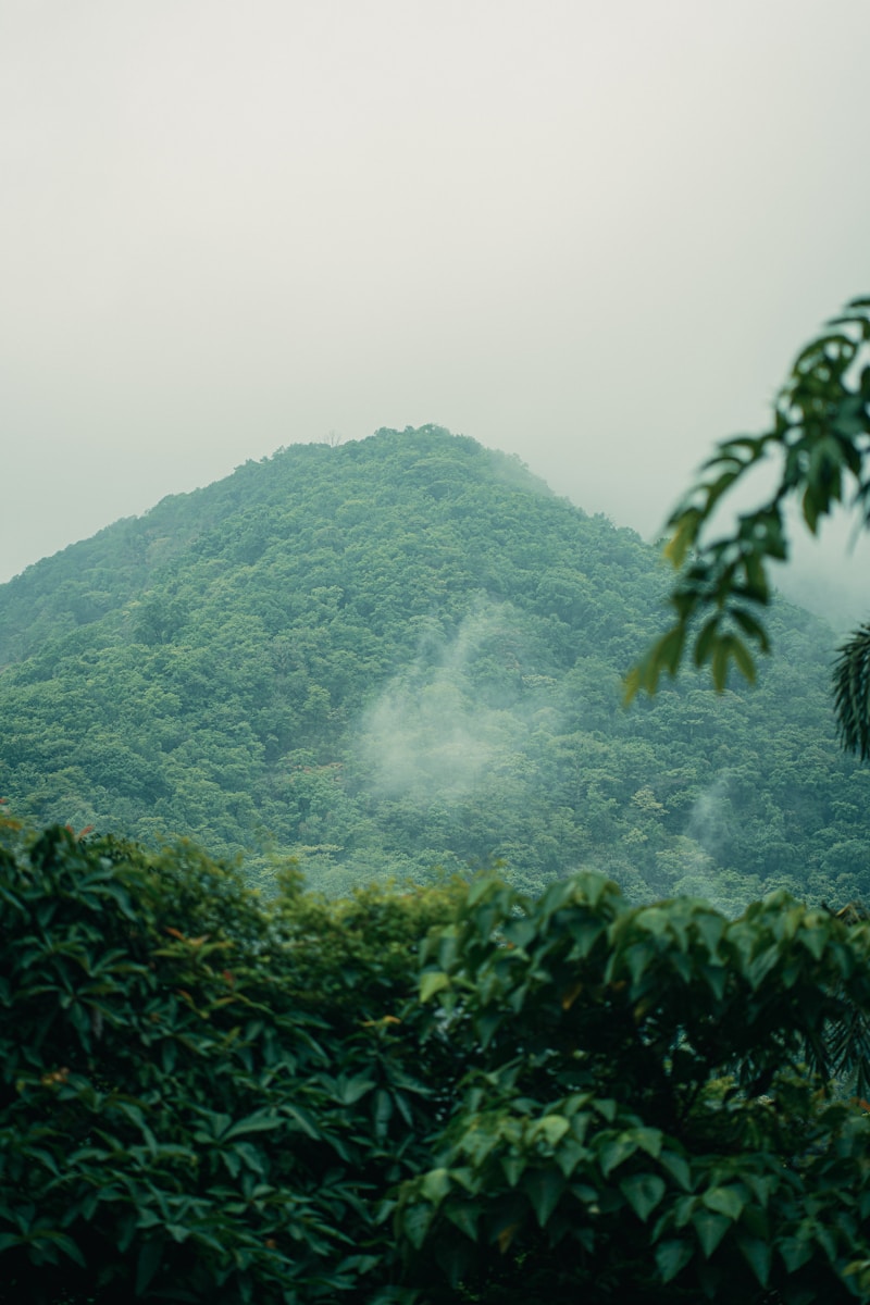 Indian Forest