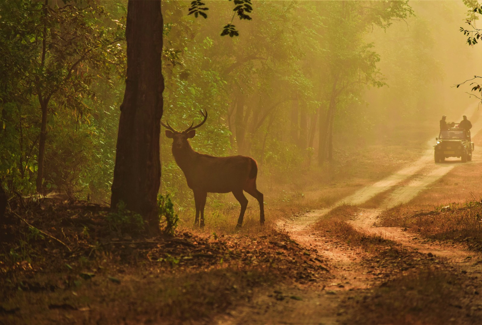 Indian Forest