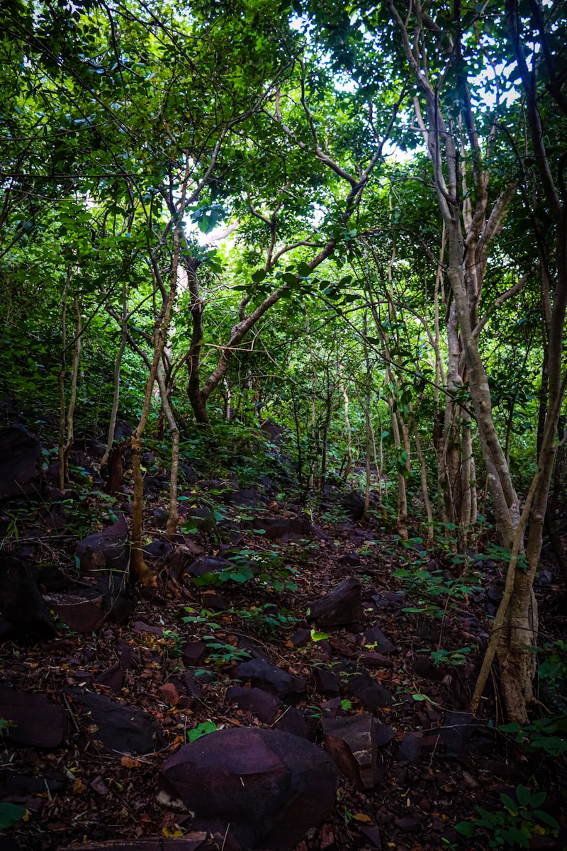 Indian Forest