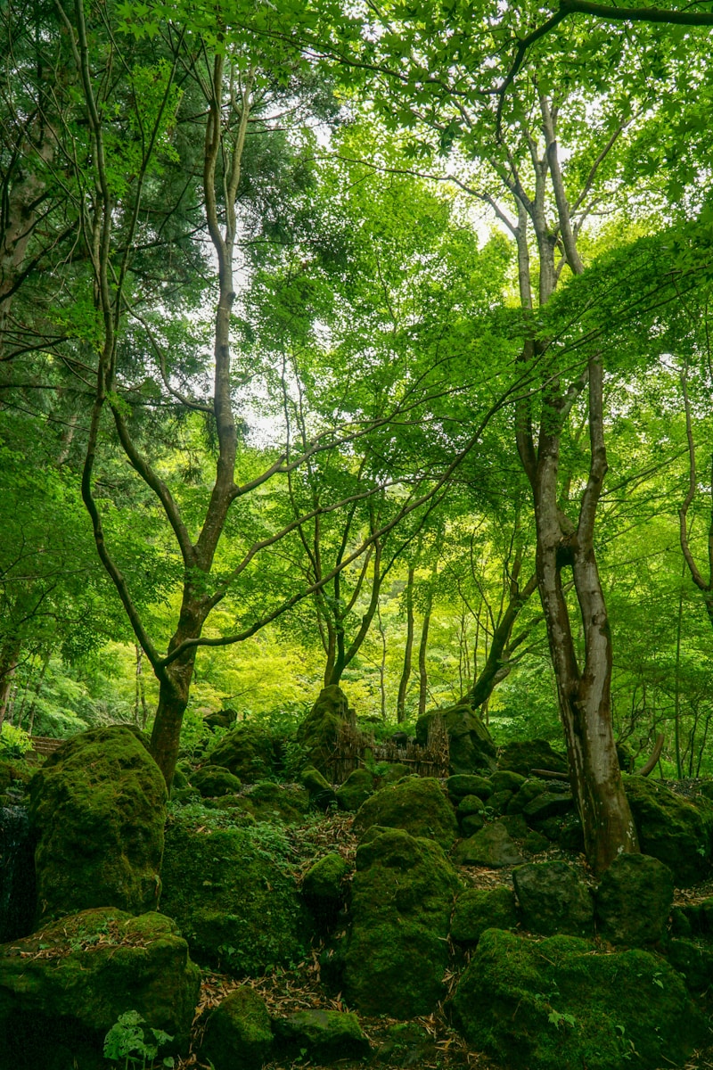 Indian Forest