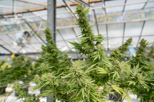 Stormrock CBD